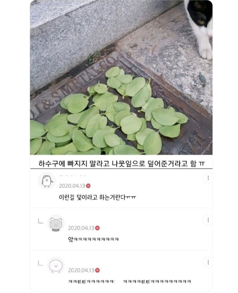 IMG_0728.jpeg 고양이를 위한 초등학생들의 배려