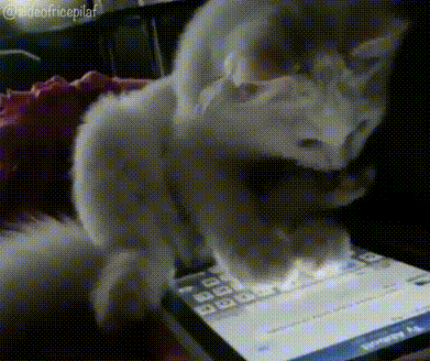 bt28d8e4d05b6eee5b7d43a601b959b423.gif