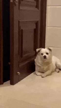 1930758421_843QGmFz_db33555e7e2004863645684b34d14630f27653e6.gif
