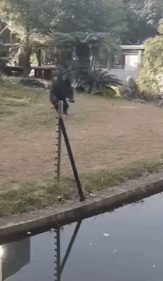 bt82c9cc906e455b8caf3e81b60e493795.gif
