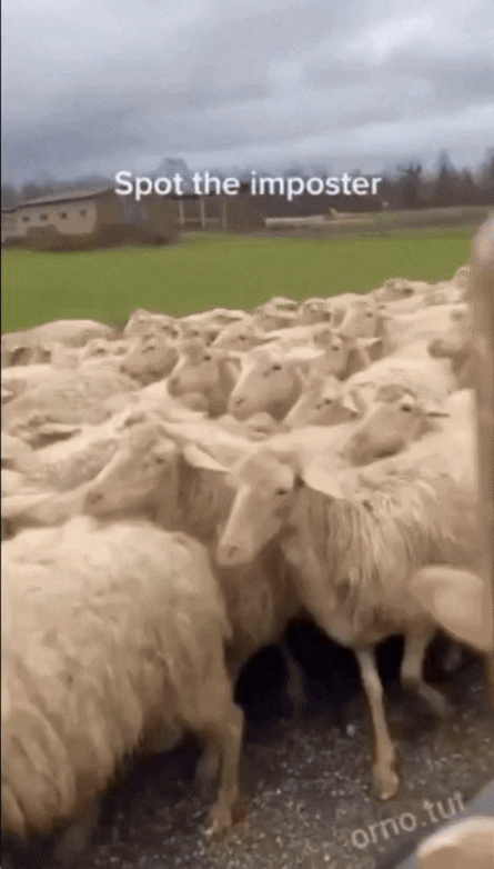 3731888841_1BltCLXg_954f85647c8620b2a717174993ec0ba61a388759.gif