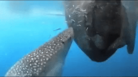 btd29c0922245a5b5310fd04e30369d9ae.gif
