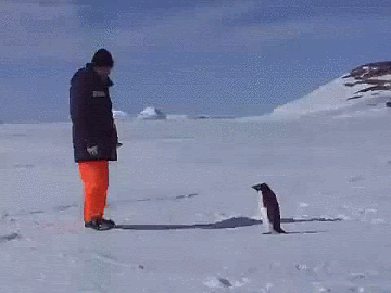 3731888841_WvJSenp2_f8cf197c801741213efc9afb079994a663faf97d.gif